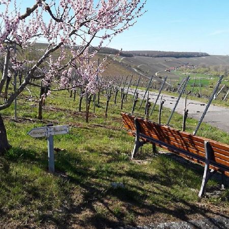 Ferienwohnung - Zimmervermietung Ringelmann Dettelbach Esterno foto